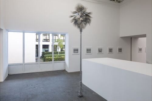 Blick in einen Ausstellungsraum mit Fenstern, 5 kleinen Fotos an der Wand und eine große Palme des Künstlers David Zink Yi im Vordergrund.