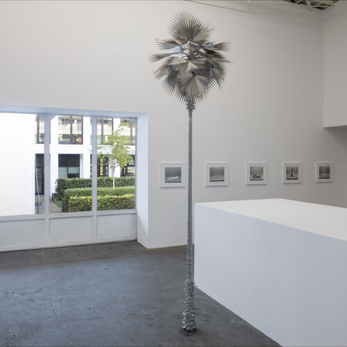 Blick in einen Ausstellungsraum mit Fenstern, 5 kleinen Fotos an der Wand und eine große Palme des Künstlers David Zink Yi im Vordergrund.